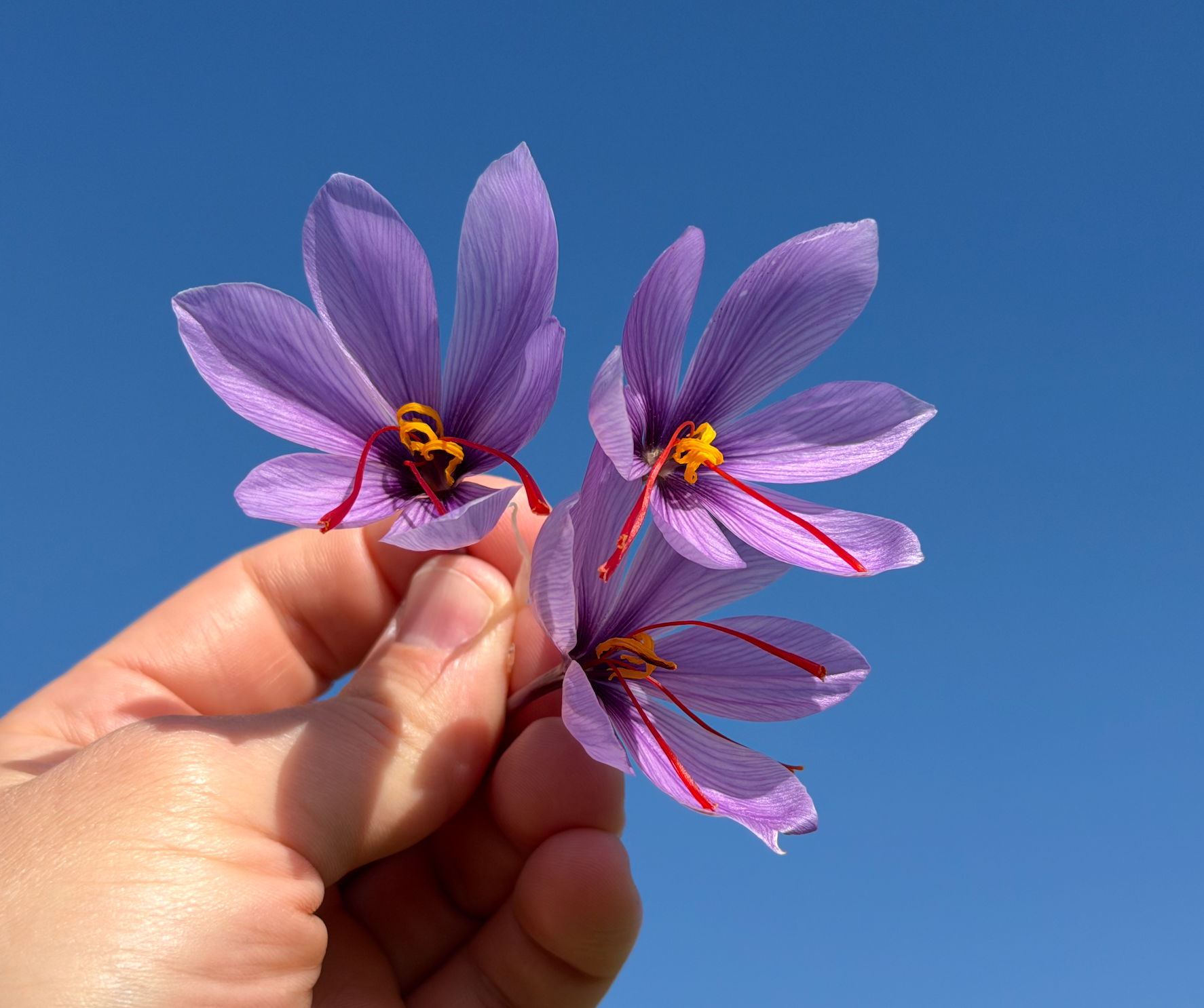 Hand holding purple saffron crocus flowers harvested in Greece for Krocus & Co. tea blends