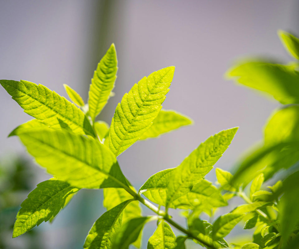 Backlit fresh lemon verbena leaves growing, an ingredient in Krocus & Co. Sage & Lemon Verbena tea