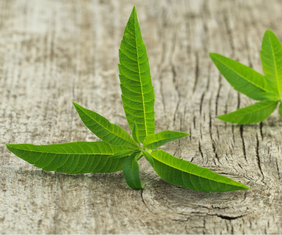 Fresh lemon verbena sprigs on a wooden surface, an ingredient in Krocus & Co. Sage & Lemon Verbena tea