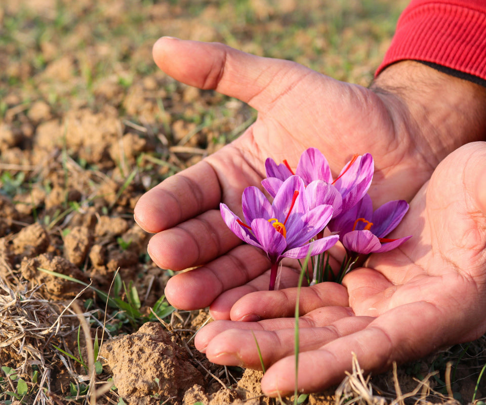 Hands cradling freshly picked purple saffron crocus flowers in a field