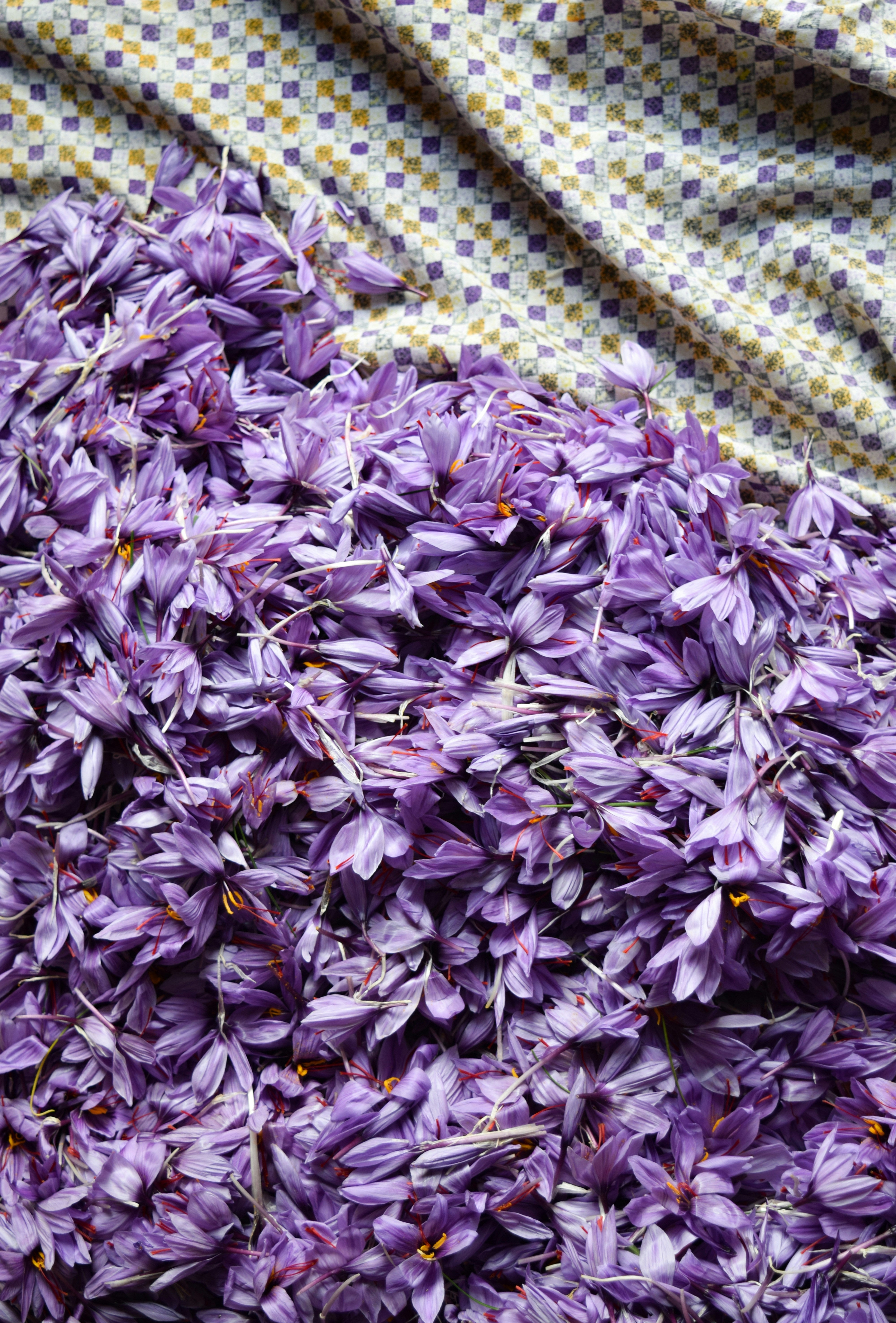 Freshly harvested saffron crocus flowers with orange stamens, used in Krocus & Co. Greek saffron tea blends