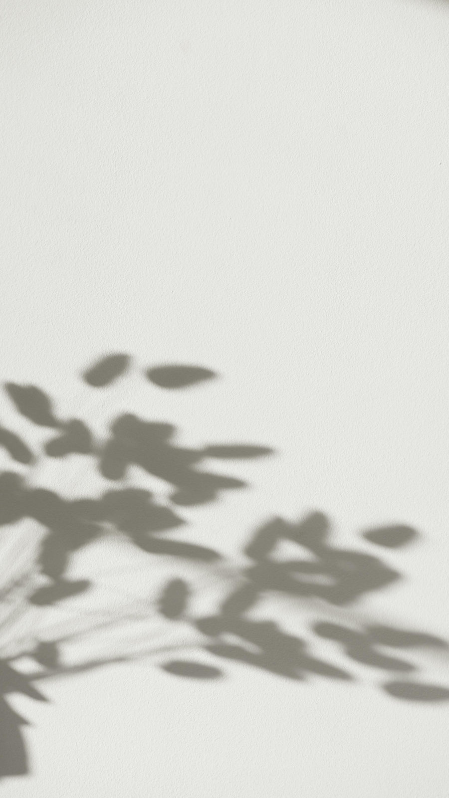 Soft plant leaf shadows on a light wall, decorative background image for Krocus & Co.
