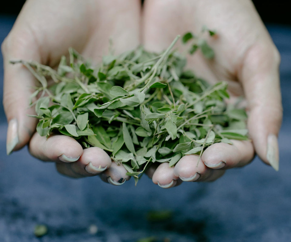 Sage & Lemon Verbena with Hand-Picked Greek Saffron