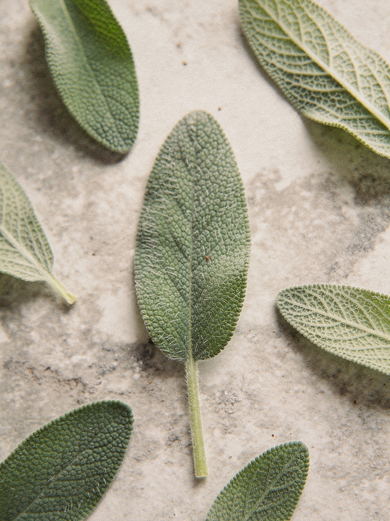 Close-up of fresh sage leaves, an ingredient in Krocus & Co. Sage & Lemon Verbena herbal tea