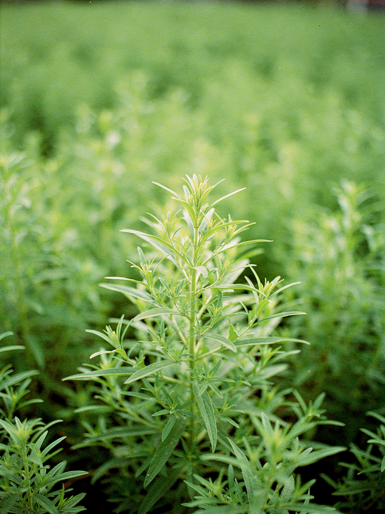 Fresh lemon verbena herb plant growing, an ingredient in Krocus & Co. Sage & Lemon Verbena tea