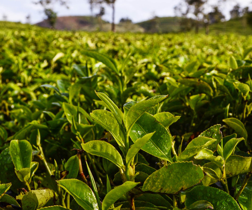 Green tea plant leaves growing on a sunlit tea plantation